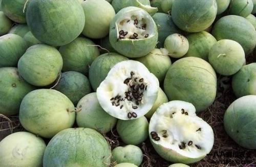 吃瓜群众的由来视频大全,视频大全带你回顾网络热词演变历程 第3张 吃瓜群众的由来视频大全,视频大全带你回顾网络热词演变历程 第3张