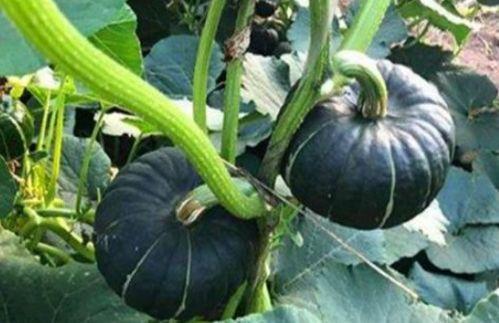 各类网红吃瓜视频去哪找,揭秘网络热点背后的故事