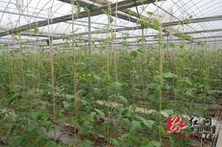 农民大棚吃瓜视频,农民吃瓜视频走红网络