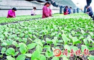 农民大棚吃瓜视频,农民吃瓜视频走红网络 第2张 农民大棚吃瓜视频,农民吃瓜视频走红网络 第2张