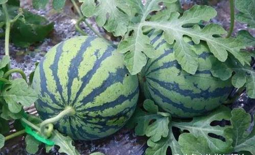 吃瓜怎么吃得更快一点视频,轻松解锁吃瓜新速度 第2张 吃瓜怎么吃得更快一点视频,轻松解锁吃瓜新速度 第2张