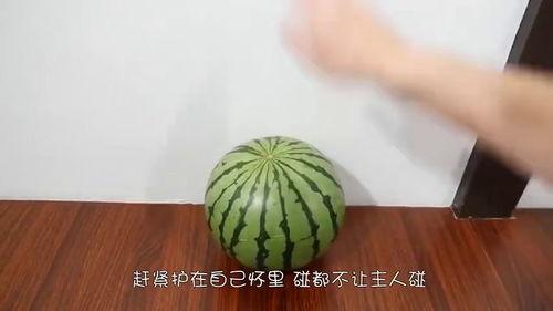 吃瓜怎么吃得更快一点视频,轻松解锁吃瓜新速度 第3张 吃瓜怎么吃得更快一点视频,轻松解锁吃瓜新速度 第3张