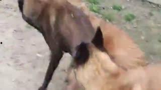 吃瓜小猫劝架视频播放,网络视频引发热议 第2张 吃瓜小猫劝架视频播放,网络视频引发热议 第2张