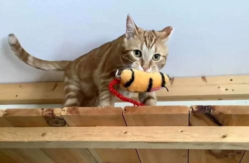 吃瓜小猫劝架视频播放,网络视频引发热议 第3张 吃瓜小猫劝架视频播放,网络视频引发热议 第3张