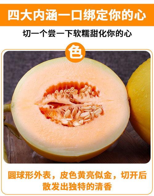 吃陕西黄河蜜瓜视频