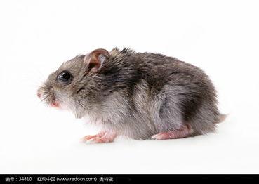 老鼠吃瓜素材视频大全,趣味横生的老鼠吃瓜瞬间集锦  第2张