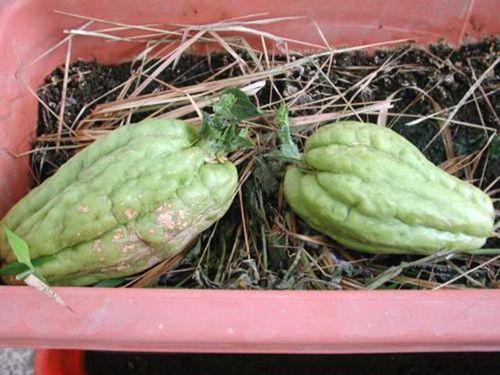 有啥好看的吃瓜视频,揭秘娱乐圈幕后故事 第2张 有啥好看的吃瓜视频,揭秘娱乐圈幕后故事 第2张