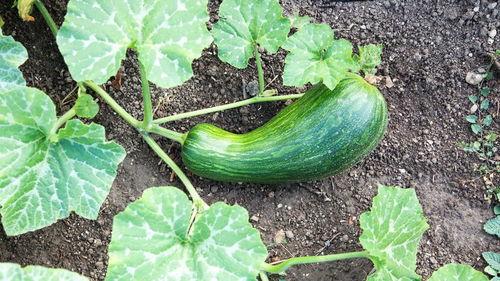 瓠瓜能下面条吃吗视频,创意家常美食探索 第1张 瓠瓜能下面条吃吗视频,创意家常美食探索 第1张