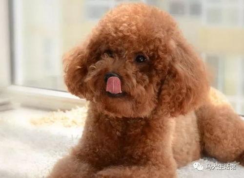 吃瓜狗狗泰迪视频大全,泰迪狗狗吃瓜视频大盘点 第2张 吃瓜狗狗泰迪视频大全,泰迪狗狗吃瓜视频大盘点 第2张