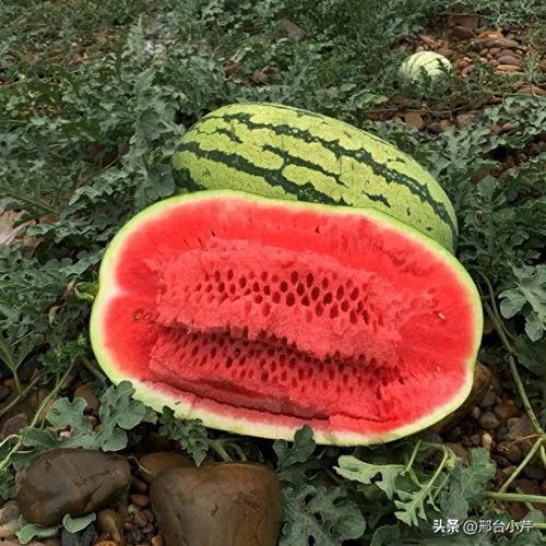 吃瓜大西瓜视频,揭秘吃瓜大西瓜视频的精彩瞬间 第2张 吃瓜大西瓜视频,揭秘吃瓜大西瓜视频的精彩瞬间 第2张