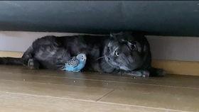 猫咪吃瓜小游戏视频播放,萌宠趣味视频带你笑翻天