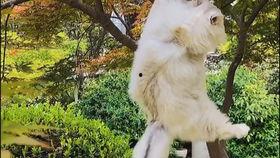 猫咪吃瓜小游戏视频播放,萌宠趣味视频带你笑翻天 第3张 猫咪吃瓜小游戏视频播放,萌宠趣味视频带你笑翻天 第3张