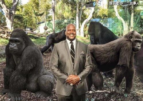 吃哈密瓜大马猴会胖吗视频,哈密瓜大马猴吃瓜增肥真相揭秘