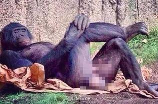 吃哈密瓜大马猴会胖吗视频,哈密瓜大马猴吃瓜增肥真相揭秘  第2张