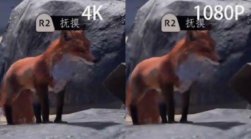 吃哈密瓜大马猴会胖吗视频,哈密瓜大马猴吃瓜增肥真相揭秘  第3张