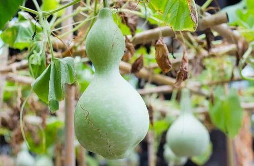 小伙吃葫芦瓜视频大全,小伙挑战视频大全,味蕾之旅尽享美味 第3张 小伙吃葫芦瓜视频大全,小伙挑战视频大全,味蕾之旅尽享美味 第3张