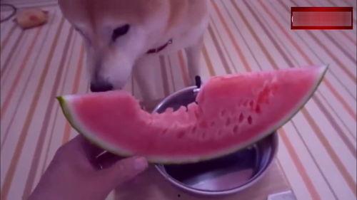 斯文吃瓜搞笑视频大全,搞笑视频大全盘点 第3张 斯文吃瓜搞笑视频大全,搞笑视频大全盘点 第3张