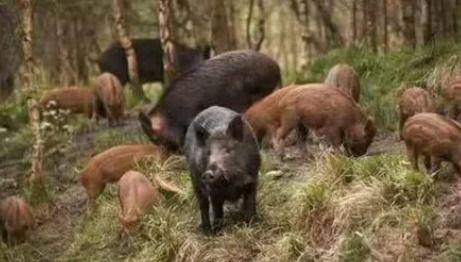 野猪进瓜棚吃瓜视频下载 第2张 野猪进瓜棚吃瓜视频下载 第2张