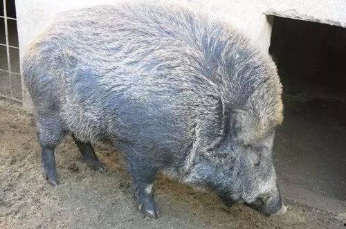 野猪进瓜棚吃瓜视频下载 第3张 野猪进瓜棚吃瓜视频下载 第3张