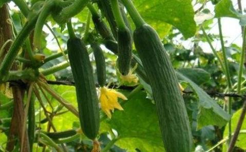 一个大瓜怎么吃才好吃视频 第3张 一个大瓜怎么吃才好吃视频 第3张