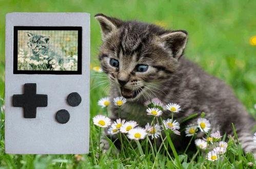 土瓜能给猫吃吗视频教程,土瓜猫食制作与喂食教程 第2张 土瓜能给猫吃吗视频教程,土瓜猫食制作与喂食教程 第2张