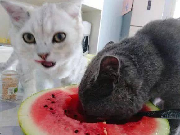 土瓜能给猫吃吗视频教程,土瓜猫食制作与喂食教程 第3张 土瓜能给猫吃吗视频教程,土瓜猫食制作与喂食教程 第3张