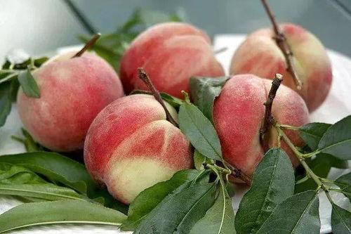 桃子桃吃瓜视频,趣味横生美食对决 第3张 桃子桃吃瓜视频,趣味横生美食对决 第3张