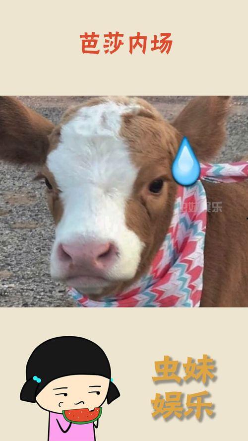 抖音搞笑段子吃瓜视频大全,吃瓜群众欢乐集结,笑料横飞视频大全 第2张 抖音搞笑段子吃瓜视频大全,吃瓜群众欢乐集结,笑料横飞视频大全 第2张