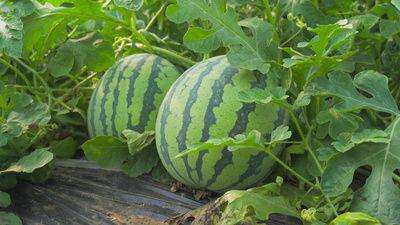 在土湾吃土瓜怎么样啊视频  第2张