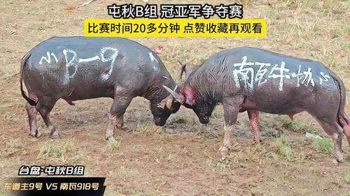 牛可以吃土瓜吗视频教学,揭秘土瓜在牛饲料中的奥秘  第2张