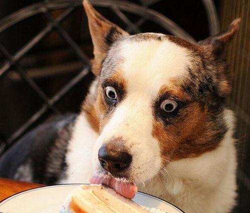 狗司令太子吃瓜视频大全,笑料百出，欢乐无限