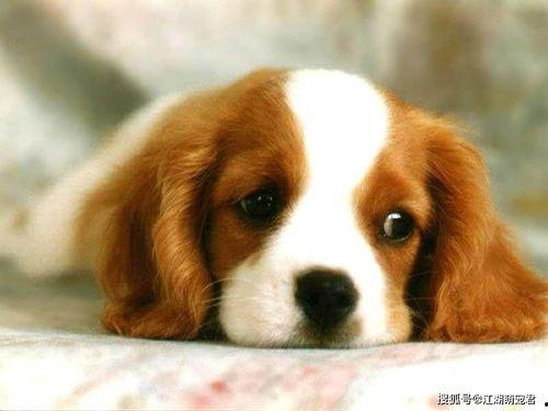 狗司令太子吃瓜视频大全,笑料百出,欢乐无限 第2张 狗司令太子吃瓜视频大全,笑料百出,欢乐无限 第2张