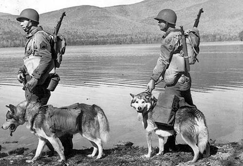 狗司令太子吃瓜视频大全,笑料百出,欢乐无限 第3张 狗司令太子吃瓜视频大全,笑料百出,欢乐无限 第3张