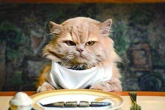 小猫可以吃金蜜瓜吗视频,揭秘猫咪的甜蜜冒险  第3张