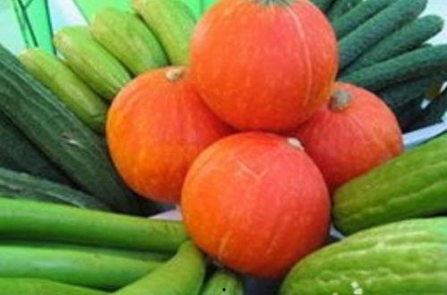 刺瓜菜怎么吃最好吃视频 第2张 刺瓜菜怎么吃最好吃视频 第2张