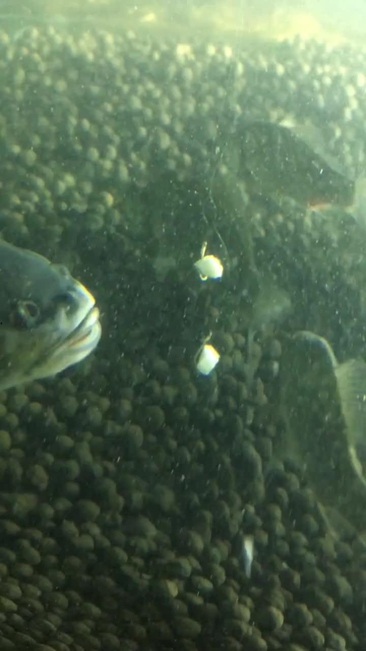 招财鱼吃瓜的视频,揭秘水下美食家的独特生活