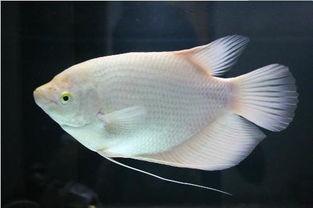 招财鱼吃瓜的视频,揭秘水下美食家的独特生活  第3张