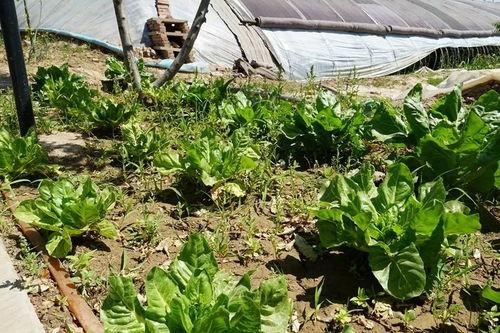 草坪吃瓜视频,吃瓜视频带你领略欢乐时光 第2张 草坪吃瓜视频,吃瓜视频带你领略欢乐时光 第2张