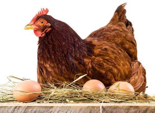 老公鸡吃瓜视频大全下载,趣味横生的欢乐时光回顾 第3张 老公鸡吃瓜视频大全下载,趣味横生的欢乐时光回顾 第3张