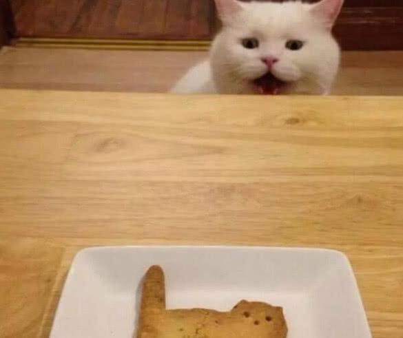 小猫吃饼干瓜视频,饼干瓜视频萌翻网友  第2张