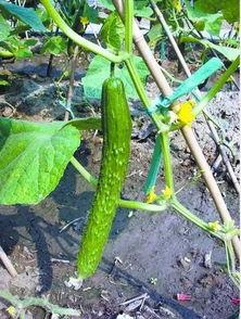 吃瓜和萝卜的视频,一场视觉与味蕾的双重盛宴