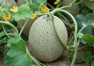 缅甸人吃哈密瓜好吗视频,感受甜蜜滋味 第2张 缅甸人吃哈密瓜好吗视频,感受甜蜜滋味 第2张