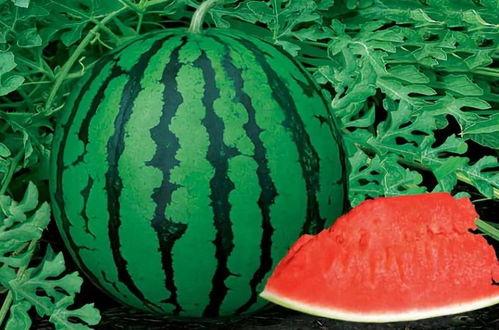 种瓜吃瓜的视频怎么拍,跟随种瓜吃瓜视频,体验田园生活乐趣 第3张 种瓜吃瓜的视频怎么拍,跟随种瓜吃瓜视频,体验田园生活乐趣 第3张