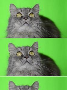 吃瓜猫视频素材下载免费,揭秘热门视频素材背后的下载奥秘 第2张 吃瓜猫视频素材下载免费,揭秘热门视频素材背后的下载奥秘 第2张