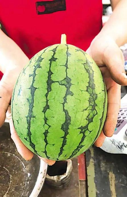 青岛校园吃瓜事件视频,揭秘校园内幕风波