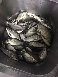 贵阳钓鱼小伙吃瓜视频大全