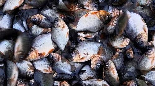 贵阳钓鱼小伙吃瓜视频大全 第3张 贵阳钓鱼小伙吃瓜视频大全 第3张