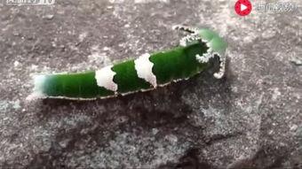 吃瓜动物视频大全下载,视频大全下载攻略 第2张 吃瓜动物视频大全下载,视频大全下载攻略 第2张