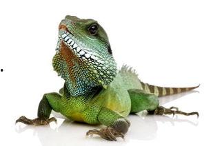 吃瓜蜥蜴视频大全,趣味横生的爬行动物瞬间 第2张 吃瓜蜥蜴视频大全,趣味横生的爬行动物瞬间 第2张