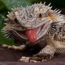 吃瓜蜥蜴视频大全,趣味横生的爬行动物瞬间 第3张 吃瓜蜥蜴视频大全,趣味横生的爬行动物瞬间 第3张